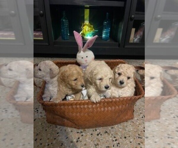 Medium Photo #1 Bichpoo Puppy For Sale in ETNA GREEN, IN, USA