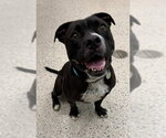 SLATER - Male Mutt Dog for Adoption - Small photo