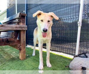 JASPER - Male Labsky Dog for Adoption - Photo #2