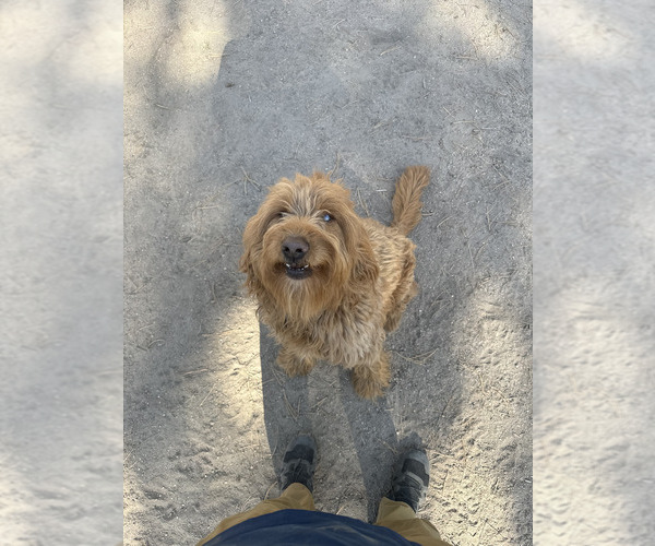 Medium Photo #4 Goldendoodle Puppy For Sale in ELBERT, CO, USA