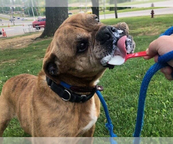 Medium Photo #24 Olde Bulldog Puppy For Sale in Rockaway, NJ, USA