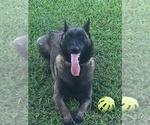 Small Photo #6 Belgian Malinois Puppy For Sale in ARCADIA, FL, USA