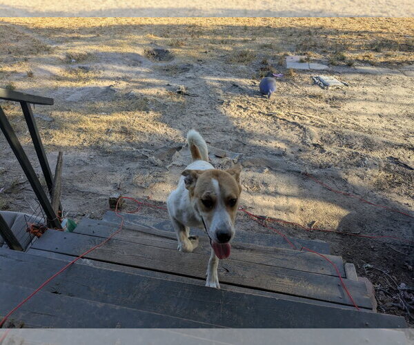 Medium Photo #3 Anatolian Shepherd-Labrador Retriever Mix Puppy For Sale in Orange Grove, TX, USA