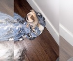 Small #7 Mal-Shi-YorkiePoo Mix