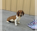 Small #8 Dachshund