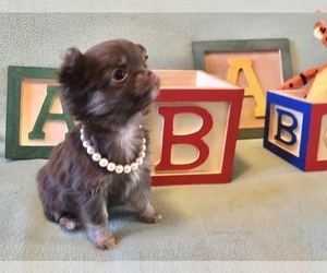 Chihuahua Puppy for sale in NEWVILLE, PA, USA