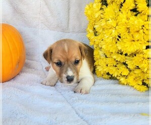 Jack Russell Terrier Puppy for sale in SANDOWN, NH, USA