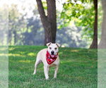 Small #2 Labrador Retriever Mix