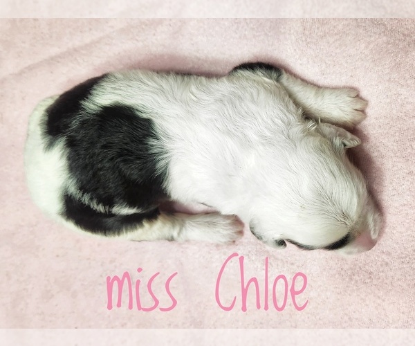 Medium Photo #3 Sheepadoodle Puppy For Sale in GOLDEN CITY, MO, USA