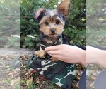 Small Photo #1 Yorkshire Terrier Puppy For Sale in MINNEAPOLIS, MN, USA