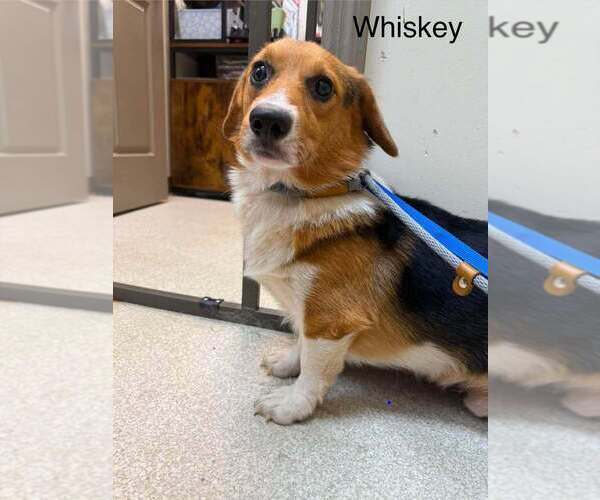 Medium Photo #1 Pembroke Welsh Corgi-Unknown Mix Puppy For Sale in New York, NY, USA