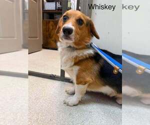 Pembroke Welsh Corgi-Unknown Mix Dogs for adoption in New York, NY, USA