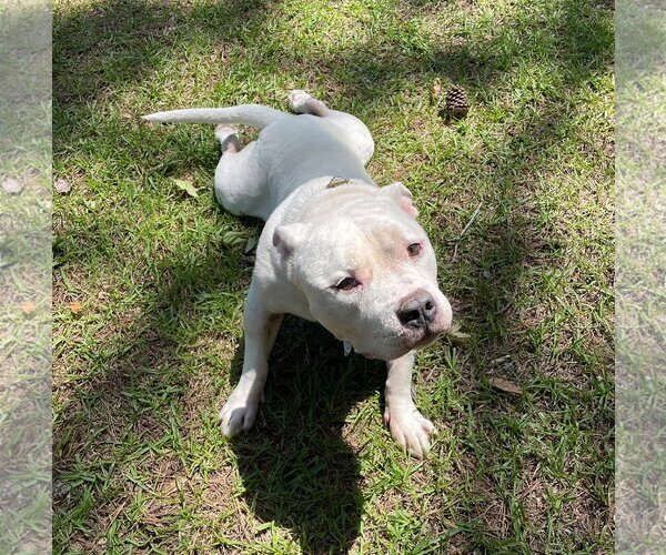 Medium Photo #7 American Bulldog Puppy For Sale in Columbia, SC, USA