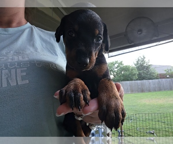 Medium Photo #1 Doberman Pinscher Puppy For Sale in BELTON, TX, USA