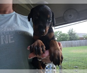 Doberman Pinscher Puppy for sale in BELTON, TX, USA