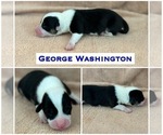 Puppy Georgie W Pembroke Welsh Corgi