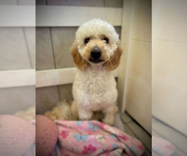 Medium Photo #2 Goldendoodle Puppy For Sale in Pacolet, SC, USA