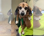 Small #9 Beagle