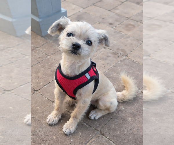 Medium Photo #2 Mutt Puppy For Sale in Spring, TX, USA