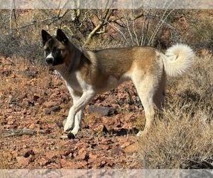 Mother of the Akita puppies born on 08/16/2026