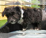 Small #2 Australian Retriever