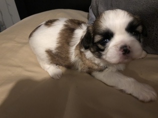 Medium Shih Tzu