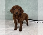 Small #4 Goldendoodle (Miniature)