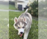 Puppy Burger King Siberian Husky