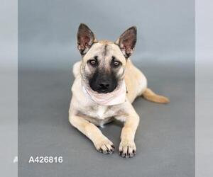 Black Mouth Cur-Unknown Mix Dogs for adoption in Conroe, TX, USA