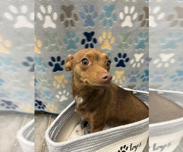 Medium Photo #1 Chihuahua Puppy For Sale in Rosenberg, TX, USA