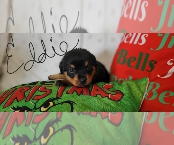 Medium Photo #7 Rottweiler Puppy For Sale in GENEVA, NY, USA