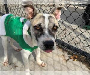 Mutt Dogs for adoption in Tulsa, OK, USA