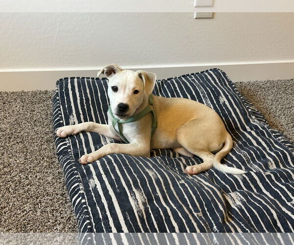 Medium Photo #4 Labrador Retriever-Unknown Mix Puppy For Sale in Chandler, AZ, USA