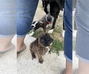 Boxer Puppy for sale in SALISBURY, VT, USA