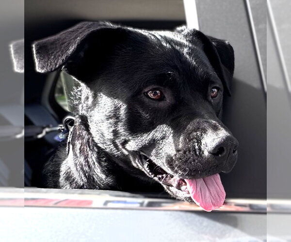 Medium Photo #16 Mutt Puppy For Sale in Fargo, ND, USA
