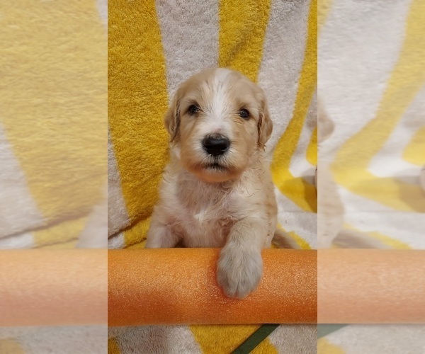 Medium Photo #5 Bordoodle Puppy For Sale in COPPERAS COVE, TX, USA