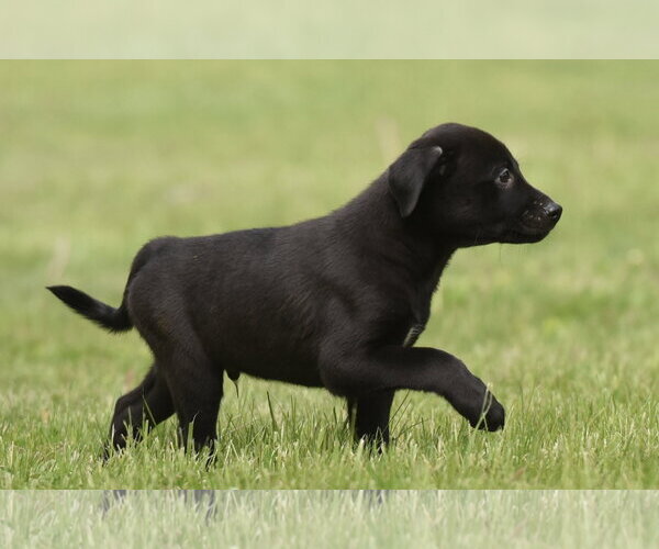 Medium Photo #6 Borador Puppy For Sale in Mechanicsburg, PA, USA
