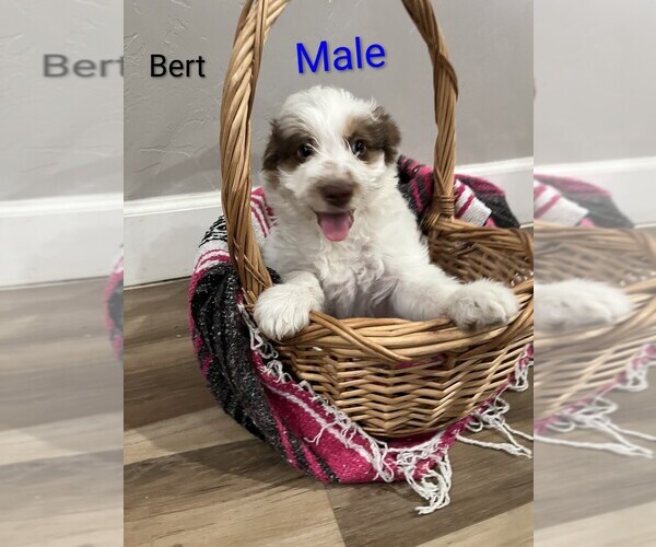 Medium Photo #1 Aussiedoodle Puppy For Sale in PIMA, AZ, USA