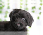 Small #1 YorkiePoo