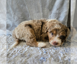 Small #1 Aussiedoodle Miniature -Miniature Bernedoodle Mix