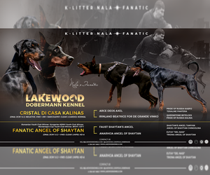 Doberman Pinscher Puppy for sale in FORT LAUDERDALE, FL, USA