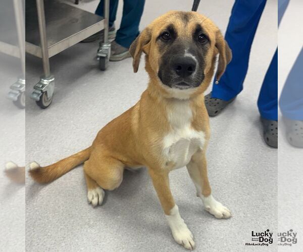 Medium Photo #1 Labrador Retriever-Unknown Mix Puppy For Sale in Washington, DC, USA