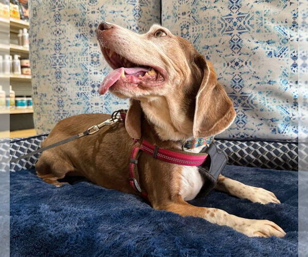 Medium Photo #8 Beagle Puppy For Sale in Dunnellon, FL, USA