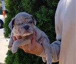 Puppy Puppy 8 French Bulldog