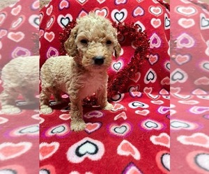 Goldendoodle-Poodle (Standard) Mix Puppy for sale in HICKORY, NC, USA