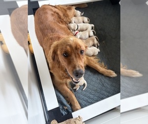 English Cream Golden Retriever-Golden Retriever Mix Puppy for sale in LITITZ, PA, USA