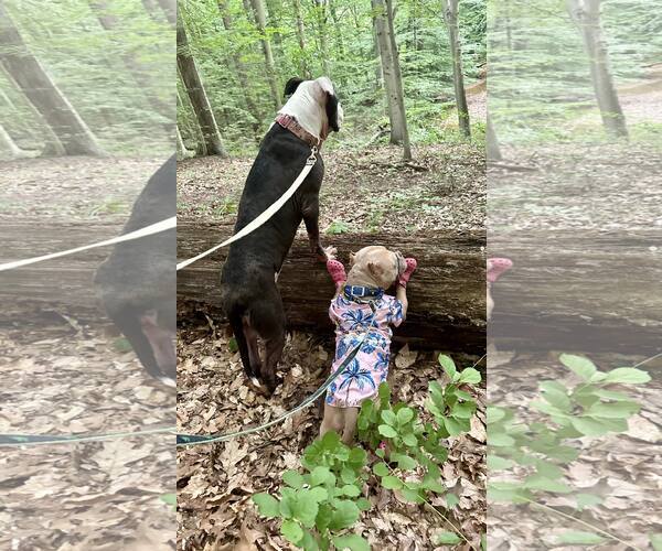 Medium Photo #3 Bulldog-Unknown Mix Puppy For Sale in Landenberg, PA, USA