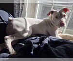 Small #10 American Pit Bull Terrier Mix