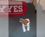 Small Photo #31 Cavalier King Charles Spaniel Puppy For Sale in HOWLAND, OH, USA
