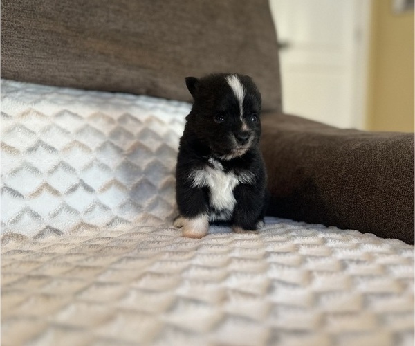 Medium Photo #6 Pomsky Puppy For Sale in DRACUT, MA, USA